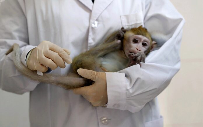 Corona Vaccine Successfully Tested on Monkeys