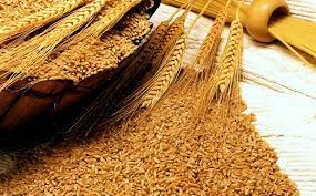 NAB Started its Investigation into the Theft of Wheat in Sindh