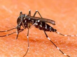 More than 4,000 cases of dengue reported in Islamabad this season.