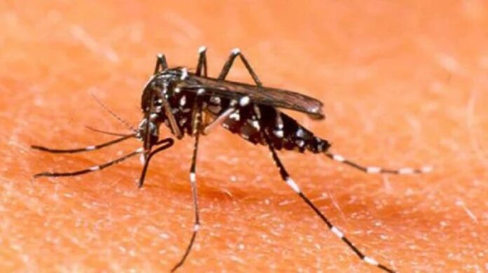 More than 4,000 cases of dengue reported in Islamabad this season.