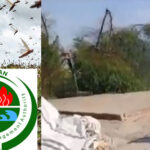 51 districts of Pakistan are affected from locust attack: NDMA 51 districts of Pakistan are affected from locust attack: NDMA