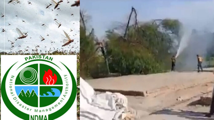51 districts of Pakistan are affected from locust attack: NDMA