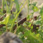Farmers Urged to Act Immediately about Locust Attacks Farmers Urged to Act Immediately about Locust Attacks