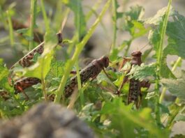 Farmers Urged to Act Immediately about Locust Attacks Farmers Urged to Act Immediately about Locust Attacks