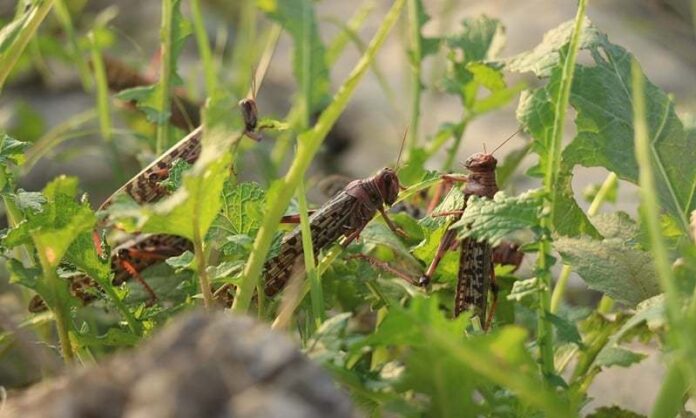 Farmers Urged to Act Immediately about Locust Attacks