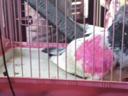 Indian Authorities Claims to have Detained Another “Pakistani Spy Pigeon” in IOJ&K Pakistani Spy Pigeon