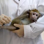 Corona Vaccine Successfully Tested on Monkeys Corona Vaccine Successfully Tested on Monkeys