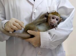 Corona Vaccine Successfully Tested on Monkeys Corona Vaccine Successfully Tested on Monkeys