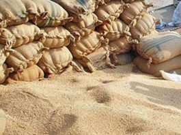 Sindh Govt Imposes Ban on Transportation of Wheat Ban on Transportation of Wheat