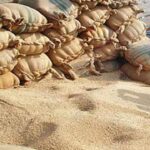 Wheat Smuggling: Sindh Decided to Close the Border with Balochistan Wheat Smuggling