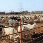 25 More Areas of Punjab Sealed, Ban on Cattle Markets in Major Cities 25 More Areas of Punjab Sealed, Ban on Cattle Markets in Major Cities