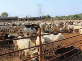25 More Areas of Punjab Sealed, Ban on Cattle Markets in Major Cities 25 More Areas of Punjab Sealed, Ban on Cattle Markets in Major Cities