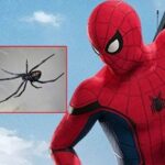 The Three Brothers Cut themselves off from the Spider to become Spider-Man Spider Man