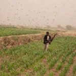 Details of Operation against Locusts Across the Country Released Details of Operation against Locusts Across the Country Released