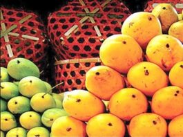 30% Reduction in PIA Cargo Fares for Mango Exports 30% Reduction in PIA Cargo Fares