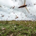 Plan to Make Standard Fertilizer from Locust and Bio-Waste Plan to Make Standard Fertilizer from Locust and Bio-Waste