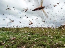 Plan to Make Standard Fertilizer from Locust and Bio-Waste Plan to Make Standard Fertilizer from Locust and Bio-Waste