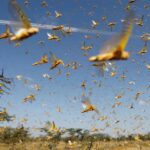 Locusts Have Affected 53 Districts: National Locusts Control Center Locusts Have Affected 53 Districts: National Locusts Control Center