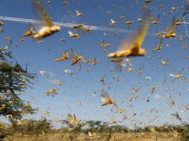 Locusts Have Affected 53 Districts: National Locusts Control Center Locusts Have Affected 53 Districts: National Locusts Control Center