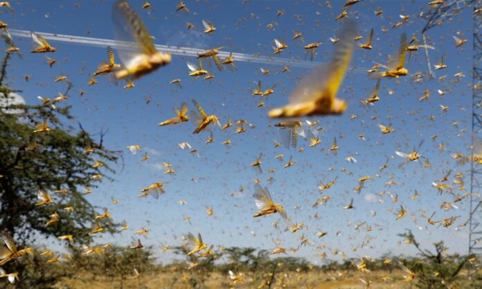 Locusts Have Affected 53 Districts: National Locusts Control Center