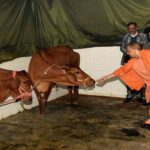 India Issues Ordinance Against Cow Slaughter India Issues Ordinance Against Cow Slaughter