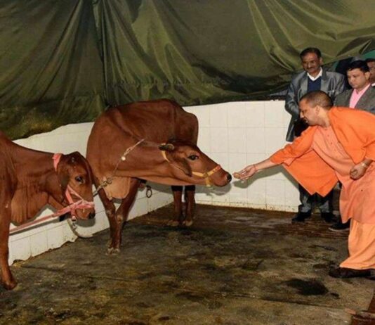 India Issues Ordinance Against Cow Slaughter India Issues Ordinance Against Cow Slaughter