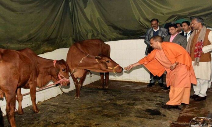 India Issues Ordinance Against Cow Slaughter
