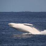 Suddenly a Rare White Whale Appeared in the Sea Suddenly a Rare White Whale Appeared in the Sea