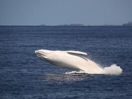 Suddenly a Rare White Whale Appeared in the Sea Suddenly a Rare White Whale Appeared in the Sea