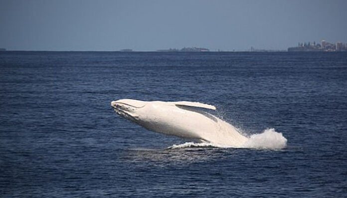 Suddenly a Rare White Whale Appeared in the Sea