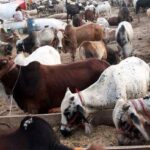 Punjab: Decision to set up cattle markets outside the city on Eid-ul-Adha Punjab: Decision to set up cattle markets outside the city on Eid-ul-Adha