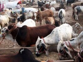 Punjab: Decision to set up cattle markets outside the city on Eid-ul-Adha Punjab: Decision to set up cattle markets outside the city on Eid-ul-Adha