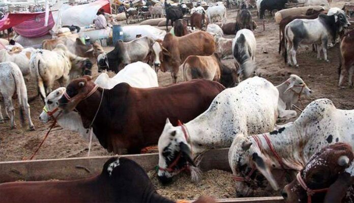 Punjab: Decision to set up cattle markets outside the city on Eid-ul-Adha