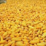 More Than Rs 40 Billion Loss To Farmers Due To Collapse of Corn Market Corn
