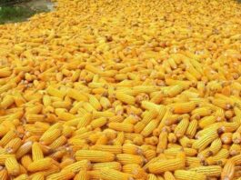 More Than Rs 40 Billion Loss To Farmers Due To Collapse of Corn Market Corn