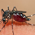 In Lahore, 8 New Cases Of Dengue Fever Were Reported, Bringing The Total Number To 18 Dengue Fever