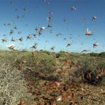 The World Bank Will Assist Pakistan in Crack Down on Locust Attacks Locust Swarms