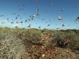 The World Bank Will Assist Pakistan in Crack Down on Locust Attacks Locust Swarms