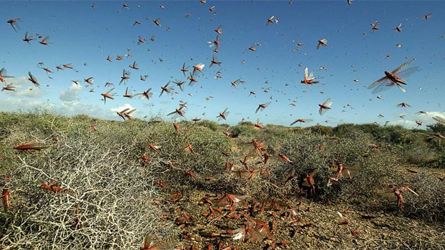 Locust Swarms