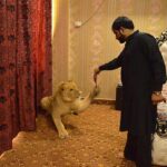 This Man From Multan Has A Pet Lion in His House Pet Loin in Multan