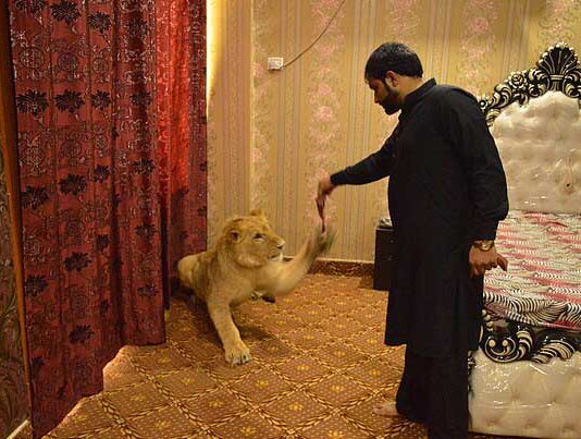 This Man From Multan Has A Pet Lion in His House Pet Loin in Multan