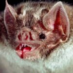 Six Most Interesting Facts About Bats Six Most Interesting Facts About Bats
