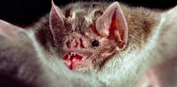 Six Most Interesting Facts About Bats