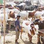 Sindh Govt Issues SOPs For Cattle Markets Sindh Govt Issues SOPs For Cattle Markets