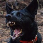 Lahore Police Arrest a Man Whose Dog Allegedly Attacked a Boy Selling Toys Lahore Police Arrest a Man Whose Dog Allegedly Attacked a Boy Selling Toys