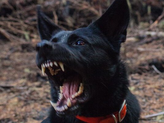 Lahore Police Arrest a Man Whose Dog Allegedly Attacked a Boy Selling Toys Lahore Police Arrest a Man Whose Dog Allegedly Attacked a Boy Selling Toys