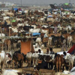 Decision to Ban Cattle Market in Major Cities of Punjab Decision to Ban Cattle Market in Major Cities of Punjab