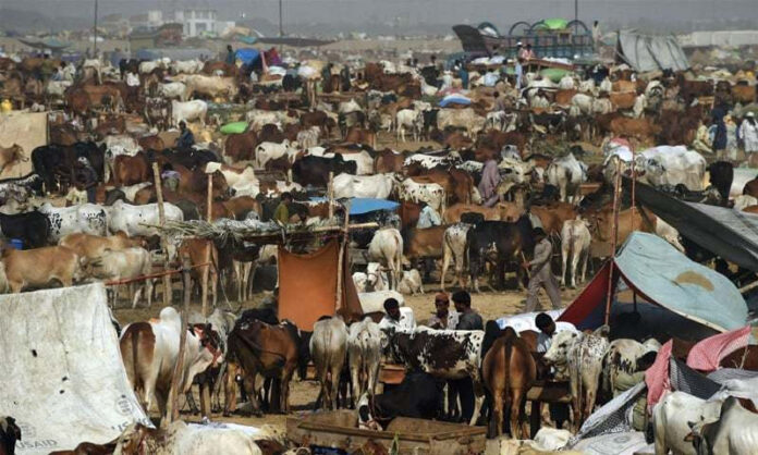 Decision to Ban Cattle Market in Major Cities of Punjab