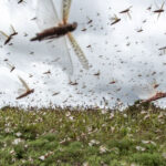 Locusts attack: NDMA has sprayed 5,300 hectares of land in the last 24 hours Locusts attack: NDMA has sprayed 5,300 hectares of land in the last 24 hours