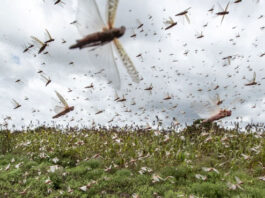 Locusts attack: NDMA has sprayed 5,300 hectares of land in the last 24 hours Locusts attack: NDMA has sprayed 5,300 hectares of land in the last 24 hours